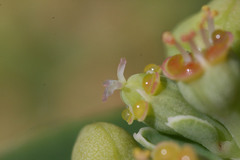 Euphorbia atoto