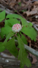 Callirhytis seminator