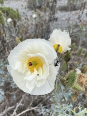 Argemone hunnemannii