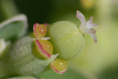 Euphorbia atoto