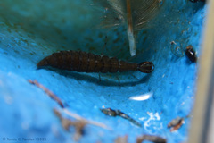 Thermonectus