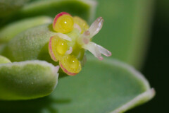 Euphorbia atoto
