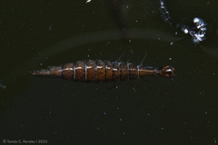 Thermonectus