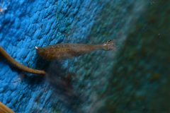 Thermonectus