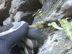 Asplenium pinnatifidum