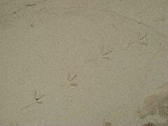 Egretta sacra albolineata