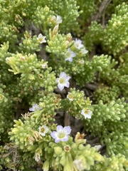 Nolana divaricata