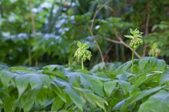 Tacca leontopetaloides