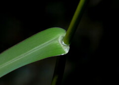 Panicum schinzii