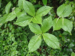 Chloranthus holostegius