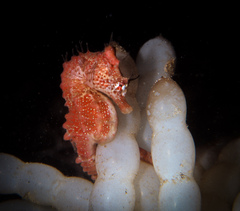 Hippocampus breviceps