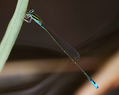 Aciagrion borneense