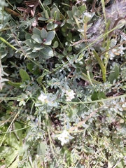 Pimelea prostrata