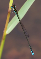 Aciagrion borneense