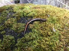 Plethodon elongatus