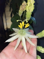 Passifloraceae