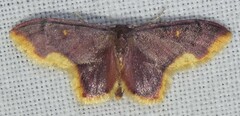 Lophosis labeculata