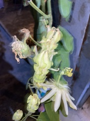 Passifloraceae