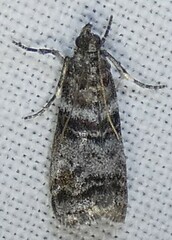 Sciota uvinella