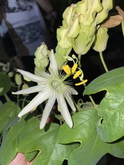 Passifloraceae