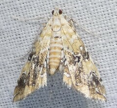 Elophila faulalis