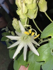 Passifloraceae