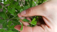 Baptisia tinctoria