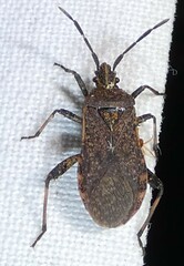 Ceraleptus americanus