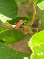 Gminatus wallengreni