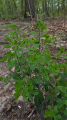 Baptisia tinctoria