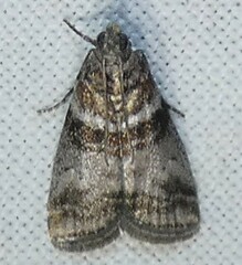 Sciota uvinella