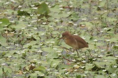 Ixobrychus cinnamomeus