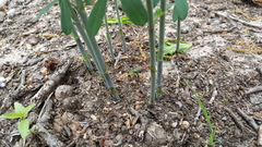 Baptisia tinctoria