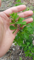 Baptisia tinctoria