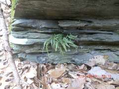 Asplenium pinnatifidum