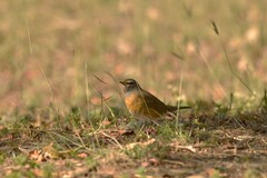Turdus obscurus
