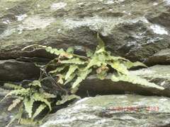 Asplenium pinnatifidum