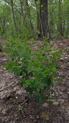 Baptisia tinctoria