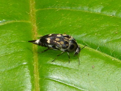 Mordella pustulosa