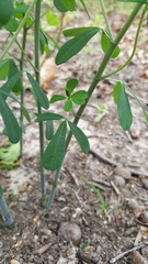 Baptisia tinctoria