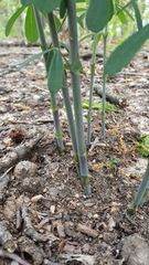 Baptisia tinctoria
