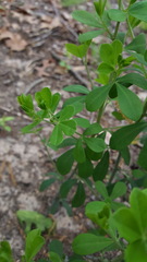 Baptisia tinctoria