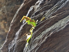 Asplenium pinnatifidum