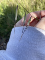 Avena barbata