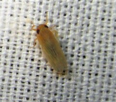 Graminella nigrifrons