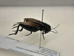 Teleogryllus commodus