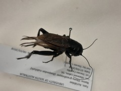 Teleogryllus commodus