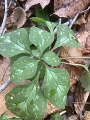 Pachysandra procumbens