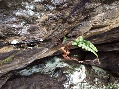 Asplenium pinnatifidum