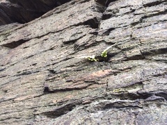 Asplenium pinnatifidum